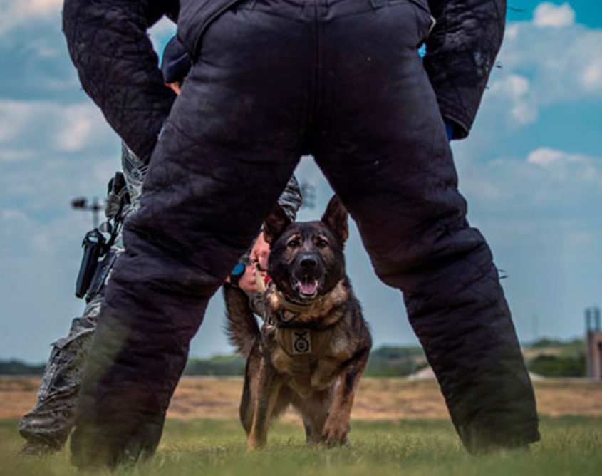 Steel Dog Training Facility