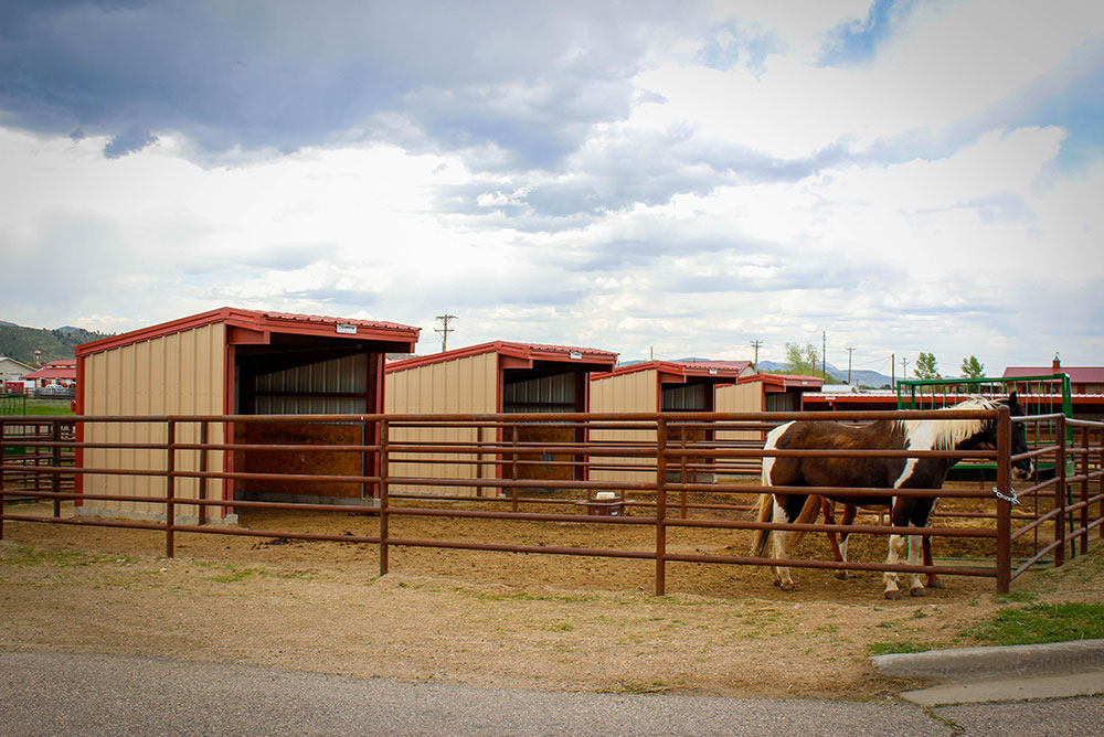 fort collins equestrian