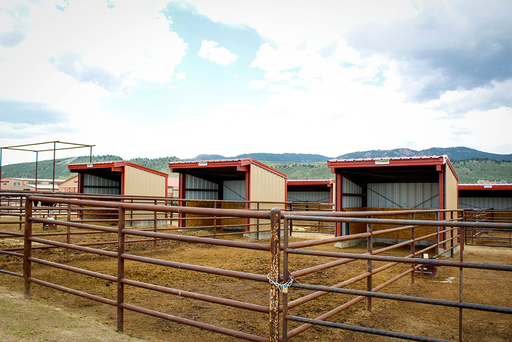 fort collins equestrian